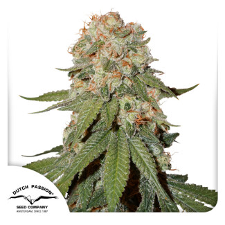 DP1501 - DUTCH PASSION - ORANGE BUD REG | 10 SEMI