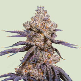 RQSAUTMR005 - ROYAL QUEEN SEEDS - MEXICAN RUSH AUTO FEM | 5 SEMI