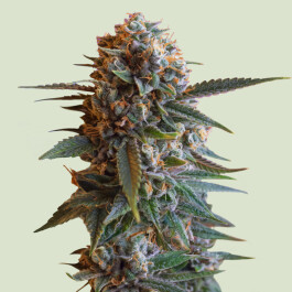 RQSFEMMR003 - ROYAL QUEEN SEEDS - MEXICAN RUSH FEM | 3 SEMI