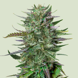 RQSFEMDSD003 - ROYAL QUEEN SEEDS - DO-SI-DOS FEM | 3 SEMI