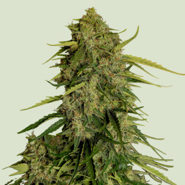 RQSF!AUTAT003 - ROYAL QUEEN SEEDS - ATLAS F1 AUTOFLOWERING | 3 SEMI
