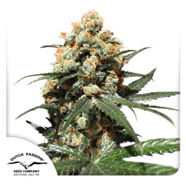 DP3132 - DUTCH PASSION - ORANGE HILL SPECIAL FEM | 3 SEMI