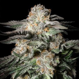SILS029F005 - SILENT SEEDS - MINT CANDY FEM | 5 SEMI