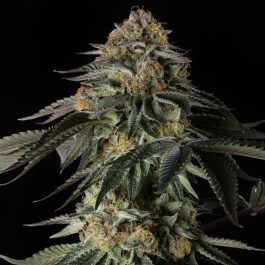 SILS030F005 - SILENT SEEDS - RAINBOW GAS FEM | 5 SEMI