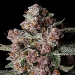 SILS031F003 - SILENT SEEDS - TROPICAL JAM FEM | 3 SEMI