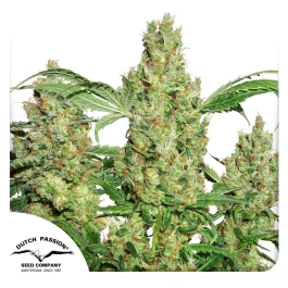 DP1432 - DUTCH PASSION - POWER PLANT FEM | 3 SEEDS