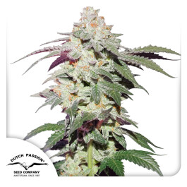 DP11932 - DUTCH PASSION - SKYWALKER HAZE FEM | 3 SEMI