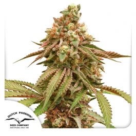 DP13012 - DUTCH PASSION - TROPICAL TANGIE FEM | 1 SEED Verfügbar solange der Vorrat reicht