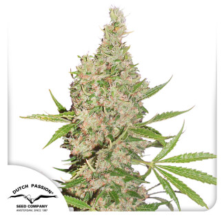 DP6601 - DUTCH PASSION - WHITE WIDOW X THE ULTIMATE REG | 10 SEMI