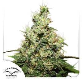 DP2652 - DUTCH PASSION - CBD KUSH FEM | 5 SEMI - Disponibili fino a fine scorte