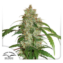 DP9232 - DUTCH PASSION - CBD AUTO WHITE WIDOW FEM | 3 SEMI