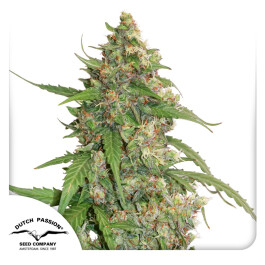 DP9172 - DUTCH PASSION - CBD AUTO COMPASSION LIME FEM | 7 SEMI Disponibili fino a fine scorte