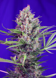 SWfVCM5 - SWEET SEEDS - CREAM MANDARINE F1 FAST VERSION® FEM (SWS50) | 5+2 SEMI