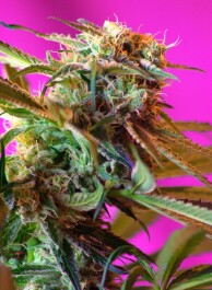 WR5 - SWEET SEEDS - WILD ROSE® FEM (SWS10) | 5+2 SEMI Disponibili fino a fine scorte