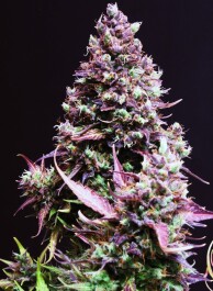 SWCRA100 - SWEET SEEDS - CREAM CARAMEL AUTO® (SWS22) | 100 SEMI