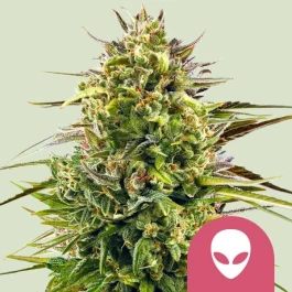 RQSFEM003093 - ROYAL QUEEN SEEDS - ALIEN OG FEM | 3 SEMI