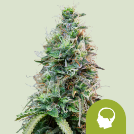 RQSAUT05012 - ROYAL QUEEN SEEDS - AMNESIA HAZE AUTO FEM | 5 SEMI