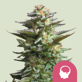 RQSFEM10006 - ROYAL QUEEN SEEDS - AMNESIA HAZE FEM | 10 SEMI