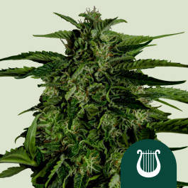 RQSF1AUT005072 - ROYAL QUEEN SEEDS - APOLLO F1 AUTOFLOWERING | 5 SEMI
