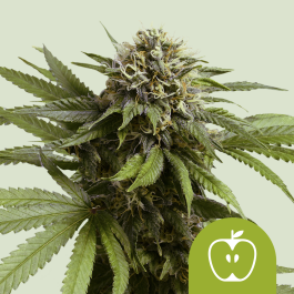 RQSAUTAPF003 - ROYAL QUEEN SEEDS - APPLE FRITTER AUTO (USA PREMIUM) | 3 SEMI