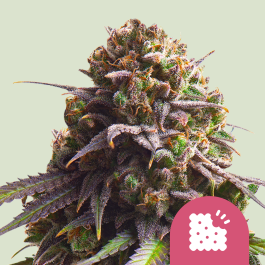 RQSFEMBSC003 - ROYAL QUEEN SEEDS - BISCOTTI FEM (USA PREMIUM) | 3 SEMI