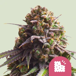 RQSFEMBSC003 - ROYAL QUEEN SEEDS - BISCOTTI FEM (USA PREMIUM) | 3 SEMI