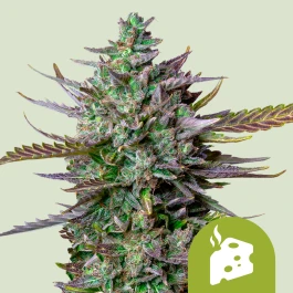 RQSAUT05019 - ROYAL QUEEN SEEDS - BLUE CHEESE AUTO FEM | 5 SEMILLAS