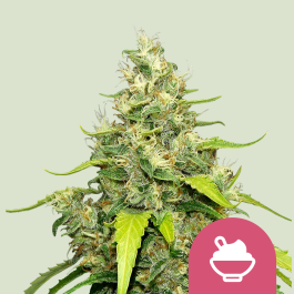 RQSFEM005065 - ROYAL QUEEN SEEDS - BLUE GELATO FEM (USA PREMIUM) | 5 SEMI