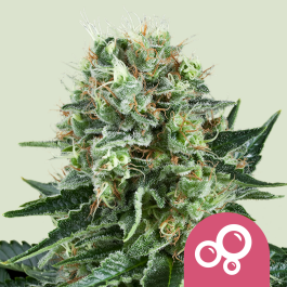 RQSFEM05023 - ROYAL QUEEN SEEDS - BUBBLE KUSH FEM | 5 SEMI