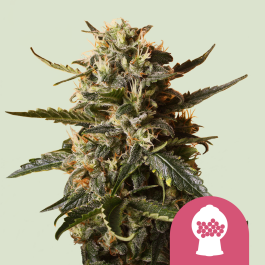 RQSFEM03018 - ROYAL QUEEN SEEDS - BUBBLEGUM XL FEM | 3 SEMI