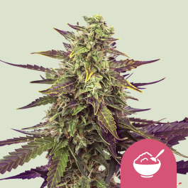 RQSFEMCM005 - ROYAL QUEEN SEEDS - CEREAL MILK FEM (USA PREMIUM) | 5 SEMI