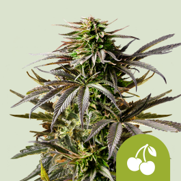 RQSAUT001081 - ROYAL QUEEN SEEDS - CHERRY PIE AUTO FEM (USA PREMIUM) | 1 SEME