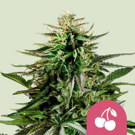 RQSFEM005075 - ROYAL QUEEN SEEDS - CHERRY PIE FEM (USA PREMIUM) | 5 SEMI