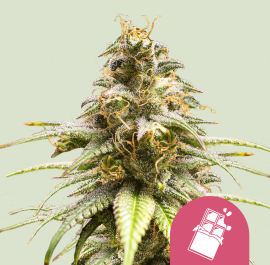 RQSFEM03033 - ROYAL QUEEN SEEDS - CHOCOLATE HAZE FEM | 3 SEMI