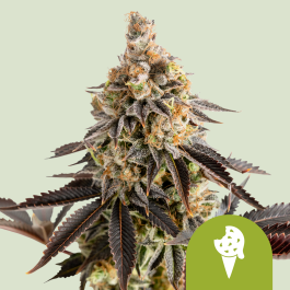 RQSAUT010061 - ROYAL QUEEN SEEDS - COOKIES GELATO AUTOMATIC FEM (USA PREMIUM) | 10 SEMI