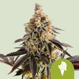 RQSAUT005061 - ROYAL QUEEN SEEDS - COOKIES GELATO AUTOMATIC FEM (USA PREMIUM) | 5 SEMI