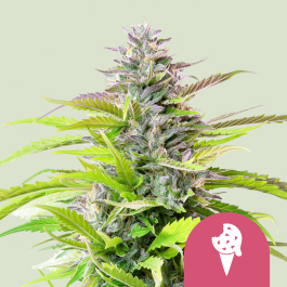 RQSFEM10049 - ROYAL QUEEN SEEDS - COOKIES GELATO FEM (USA PREMIUM) | 10 SEMI