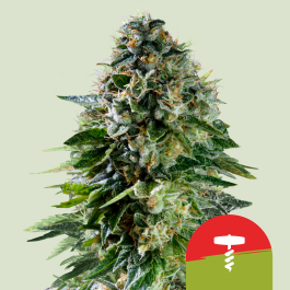 RQSAUT005089 - ROYAL QUEEN SEEDS - CORKSCREW AUTO FEM (TYSON SEEDS) | 5 SEMI