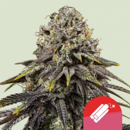 RQSFEM003085 - ROYAL QUEEN SEEDS - DYNAMITE DIESEL FEM (TYSON SEEDS) | 3 SEMI