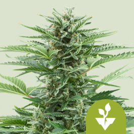 RQSAUR10002 - ROYAL QUEEN SEEDS - EASY BUD AUTO FEM | 10 SEMI