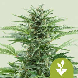 RQSAUR10002 - ROYAL QUEEN SEEDS - EASY BUD AUTO FEM | 10 GRAINES