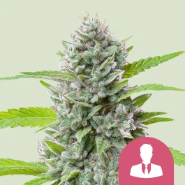 RQSFEM05051 - ROYAL QUEEN SEEDS - EL PATRON FEM | 5 SEMI