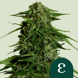RQSF1AUT005070 - ROYAL QUEEN SEEDS - EPSILON F1 AUTOFLOWERING | 5 SEEDS