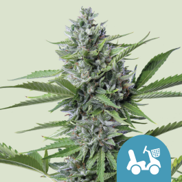 RQSCBD05009 - ROYAL QUEEN SEEDS - FAST EDDY AUTOMATIC CBD FEM | 5 SEMI