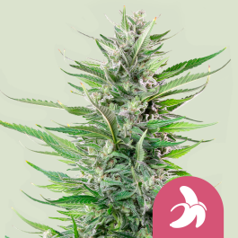 RQSFEM10038 - ROYAL QUEEN SEEDS - FAT BANANA FEM (USA PREMIUM) | 10 SEMI