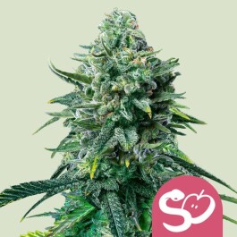 RQSFEM010097 - ROYAL QUEEN SEEDS - FORBIDDEN FRUIT FEM | 10 SEMI
