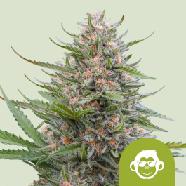 RQSAUT010083 - ROYAL QUEEN SEEDS - GRAPE APE AUTO FEM (USA PREMIUM) | 10 SEMI