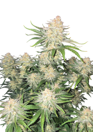 FBS005F9062 - FAST BUDS - FROSTBANGER AUTO FEM | 5 SEMI
