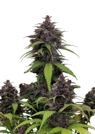 FBS003F9063 - FAST BUDS - PURPLE HAZE AUTO FEM | 3 SEMI