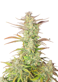 FBS003F9064 - FAST BUDS - Z-UP AUTO FEM | 3 SEMI
